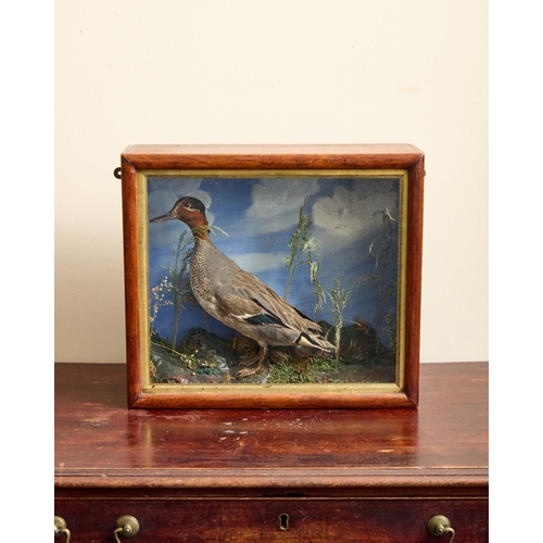 AN EDWARDIAN CASED TAXIDERMY EURASIAN TEAL (ANAS CRECCA) AN ...