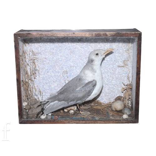 A late 19th to early 20th Century taxidermy study of a herri...
